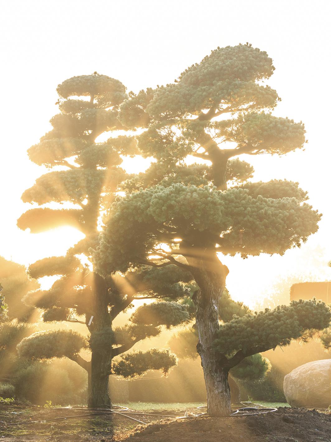 Header image Magazine